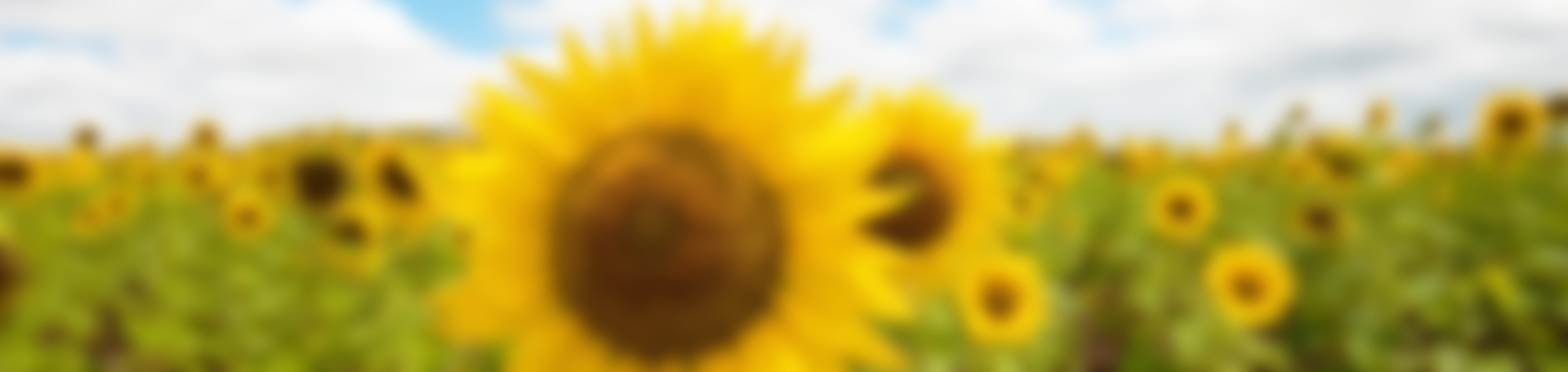 flowers_fields_sunflowers_desktop_1920x1200_hd-wallpaper-835398